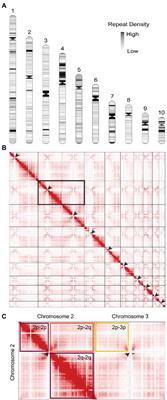 Chromosome-level assembly of the Phytophthora agathidicida genome reveals adaptation in effector gene families
